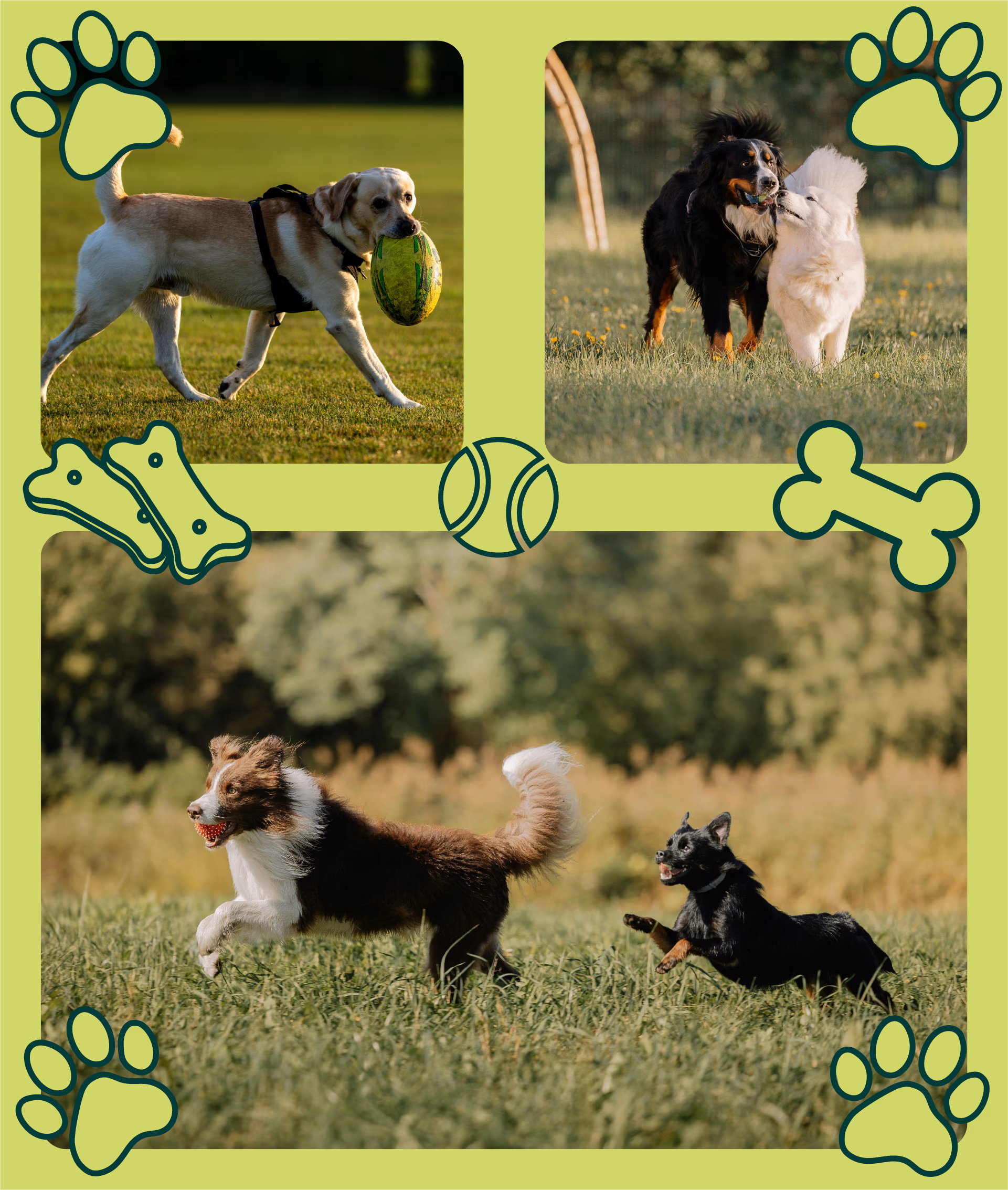 Collage of dogs playing outdoors: one with a ball, two dogs interacting, and two dogs running in grass.
