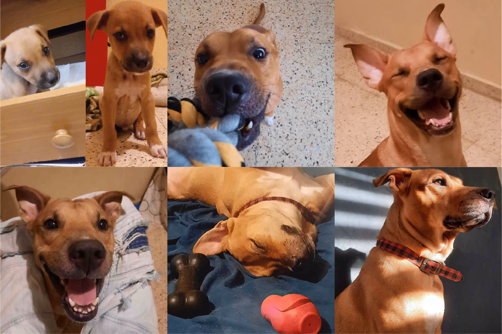 Collage of a brown dog growing from puppy to adult in various playful and relaxed poses.